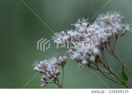 花びらが藤色の袴に似ている 花びらが藤色の袴に似ている 118506135