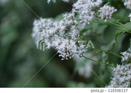 花びらが藤色の袴に似ている 118506137