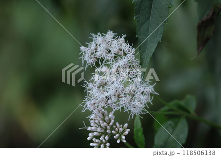 花びらが藤色の袴に似ている 118506138