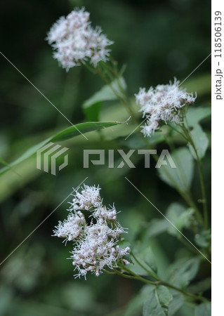 花びらが藤色の袴に似ている 118506139