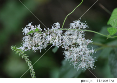 花びらが藤色の袴に似ている 118506178