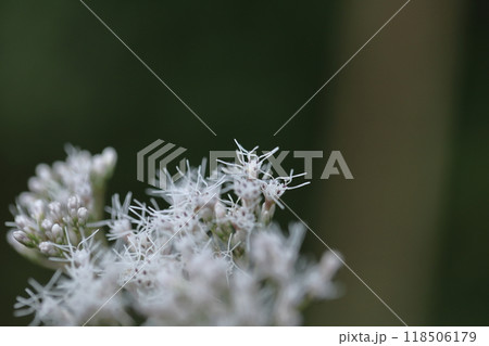 花びらが藤色の袴に似ている 花びらが藤色の袴に似ている 118506179