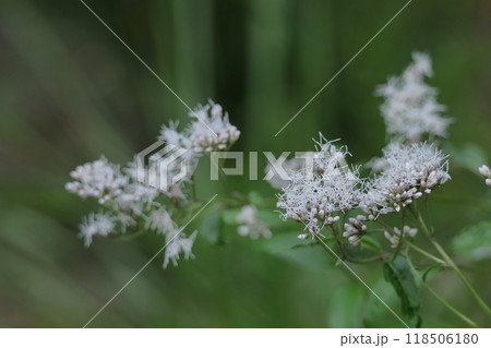花びらが藤色の袴に似ている 118506180