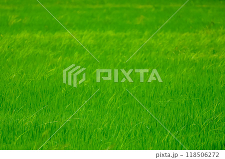 Baby Green rice field in countryside at thailand Baby Green rice field in countryside at thailand 118506272
