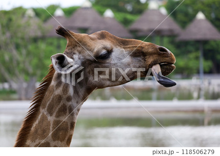 Close up head giraffe is tougue in the garden Close up head giraffe is tougue in the garden 118506279