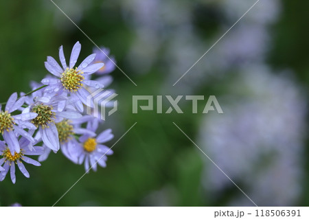 十五夜の時期に咲く薄紫の花 十五夜の時期に咲く薄紫の花 118506391