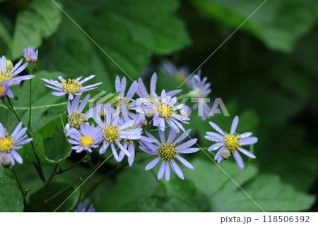 十五夜の時期に咲く薄紫の花 十五夜の時期に咲く薄紫の花 118506392
