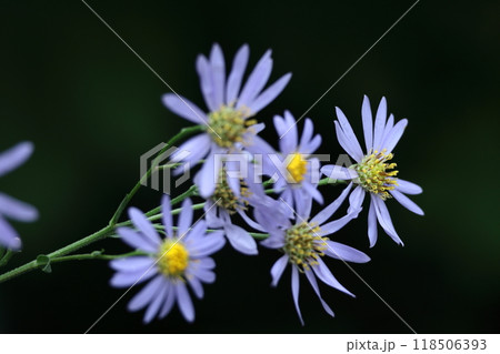 十五夜の時期に咲く薄紫の花 118506393