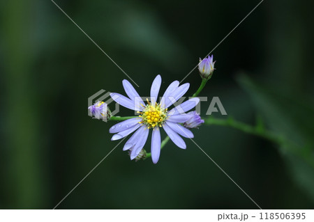 十五夜の時期に咲く薄紫の花 十五夜の時期に咲く薄紫の花 118506395