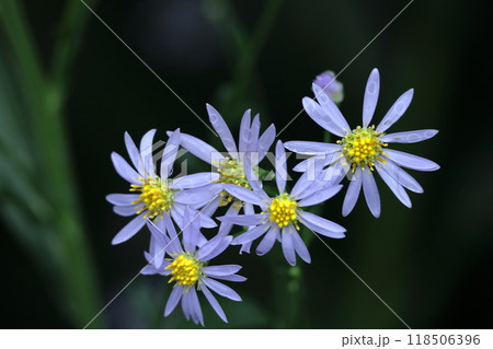 十五夜の時期に咲く薄紫の花 十五夜の時期に咲く薄紫の花 118506396