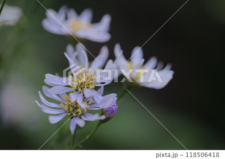 十五夜の時期に咲く薄紫の花 118506418