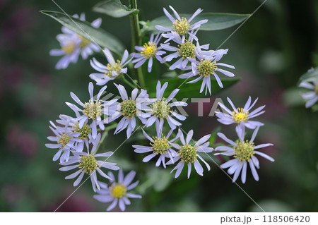 十五夜の時期に咲く薄紫の花 118506420