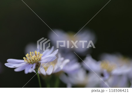 十五夜の時期に咲く薄紫の花 十五夜の時期に咲く薄紫の花 118506421