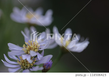 十五夜の時期に咲く薄紫の花 十五夜の時期に咲く薄紫の花 118506423