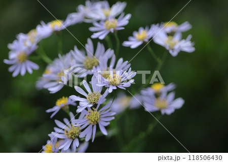 十五夜の時期に咲く薄紫の花 118506430
