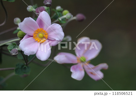 野山にひっそりと咲く 118506521
