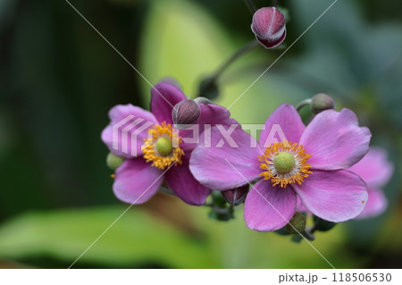 野山にひっそりと咲く 118506530