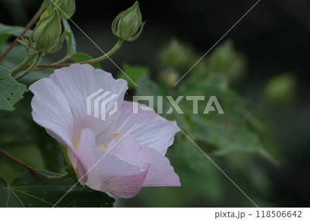 日本の美を象徴する花 118506642