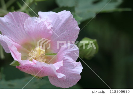 日本の美を象徴する花 日本の美を象徴する花 118506650
