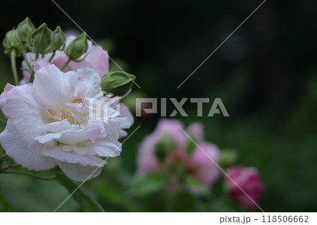 日本の美を象徴する花 118506662
