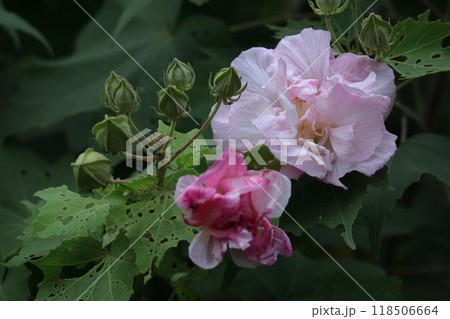 日本の美を象徴する花 日本の美を象徴する花 118506664