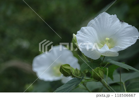 日本の美を象徴する花 118506667