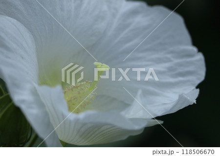 日本の美を象徴する花 118506670