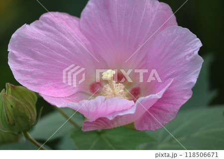 日本の美を象徴する花 日本の美を象徴する花 118506671