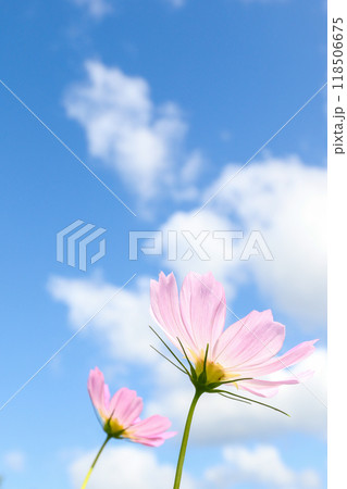 青空に向かって咲く秋桜 青空に向かって咲く秋桜 118506675