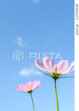 青空に映える秋桜 青空に映える秋桜 118506680