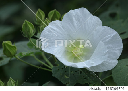 日本の美を象徴する花 118506701