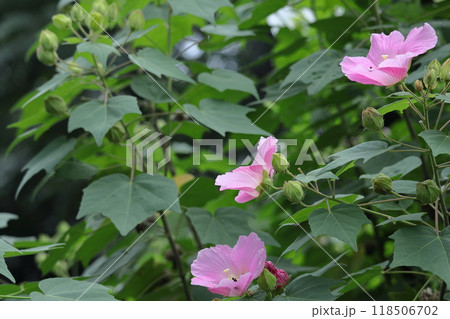 日本の美を象徴する花 118506702