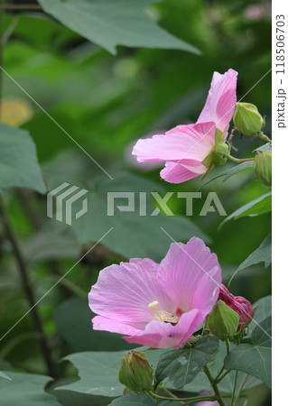 日本の美を象徴する花 118506703