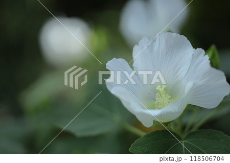 日本の美を象徴する花 日本の美を象徴する花 118506704