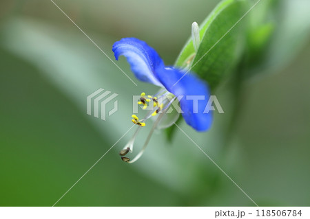 涼やかな青色の花 118506784