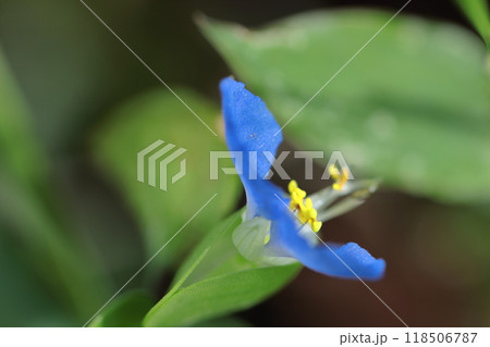 涼やかな青色の花 118506787