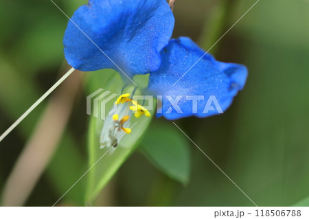涼やかな青色の花 118506788