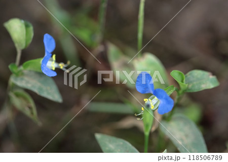 涼やかな青色の花 118506789