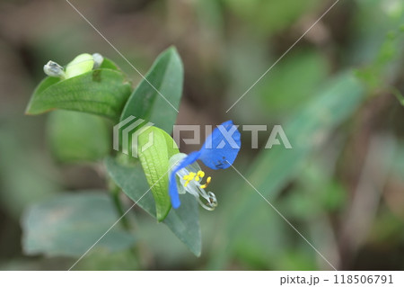 涼やかな青色の花 118506791