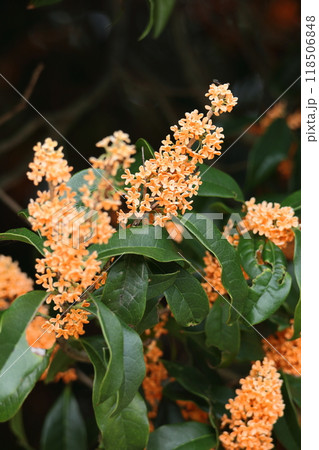 ふんわり甘い香りの花 ふんわり甘い香りの花 118506848