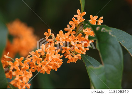 ふんわり甘い香りの花 ふんわり甘い香りの花 118506849