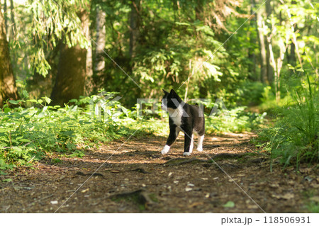 cat walks along a forest path cat walks along a forest path 118506931