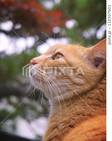 木立の中で空を見上げる茶トラの外猫 118507603