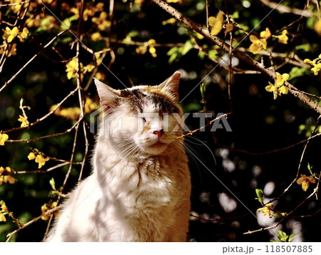 木陰で寛ぐ三毛の外猫 118507885