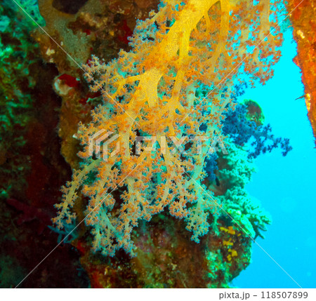 Soft coral from the Alicyonariaceae family (Alcyonacea) on a coastal reef in the Red Sea, Egypt 118507899