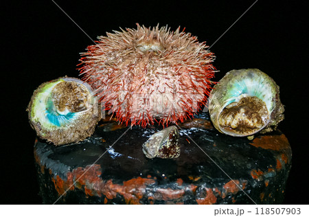 Sea urchin and Trochus gastropod from the Red Sea, Egypt 118507903