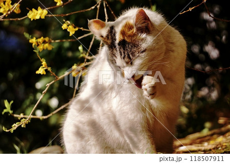 木陰で寛ぐ三毛の外猫 118507911
