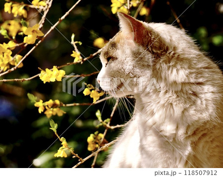 木陰で寛ぐ白茶猫 118507912