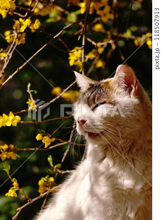 木陰で寛ぐ三毛の外猫 118507913