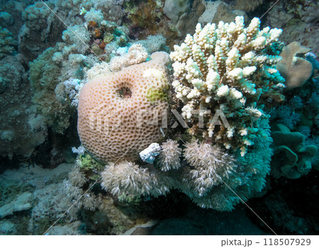 Coral reef in the Red Sea, soft and hard corals grow side by side on the reef, Egypt Coral reef in the Red Sea, soft and hard corals grow side by side on the reef, Egypt 118507929